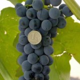 Гленора сидлис_0x160 Любимый сад